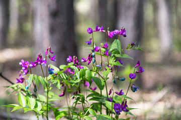 Wall Mural - Blooming in the forest spring vetchling on a sunny day