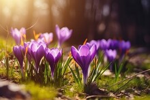 Spring Crocus Blossoms. Spring Wildflowers. Beautiful Purple Blooming Flowers In The Sunlight - Generative AI