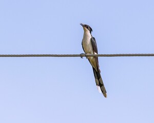 Sticker - Low angle shot of a Pied Cuckoo resting on a wire against blue sky