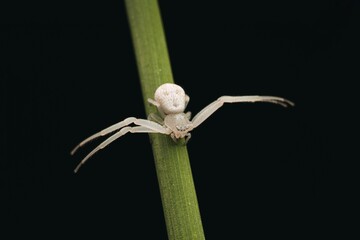 Poster - Closeup shot of a white crab spider on a blade of grass