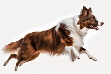 A Brown And White Border Collie Jumping In A Side View Of A Dog Run, Isolated Against A White Background. AI