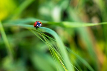 Poster - Closeup shot of a ladybug on the grass on blurry background