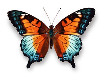 Wall Mural - beautiful butterfly with orange and teal open wings isolated over a transparent background, generative AI