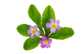 Fototapeta Dmuchawce - Primula vulgaris or primrose purple flowers isolated on white. Transparent png cutout.