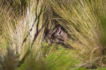 Poster - Adorable European rabbit hidden between tall green and brown grass in the field