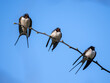Swallows arriving on early spring resting on a tree
