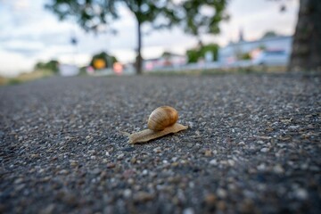 Wall Mural - Close-up of a snail crawling on the ground