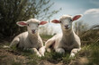 Two cute lamb. Generative AI.