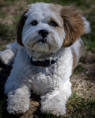 Wall Mural - Lhasa apso puppy sitting on the grass