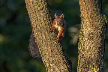 Poster - Closeup of a red squirrel (Sciurus vulgaris) on a tree