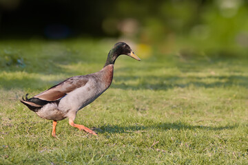 Sticker - Brown Indian runner duck runs in garden