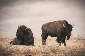 Sticker - Closeup of buffalos in the wild