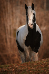 Wall Mural - portrait of a tinker horse