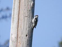 Downy Woodpecker On A Light Pole