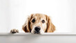 Golden Retriever dog peeking out from behind a white table, on white background with copyspace.