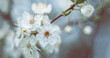Baumblüte im Frühling weiße Blüten am Baum
