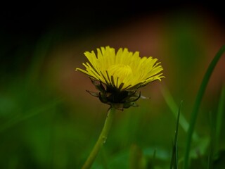 Canvas Print - Wild Spring Flowers in Bloom