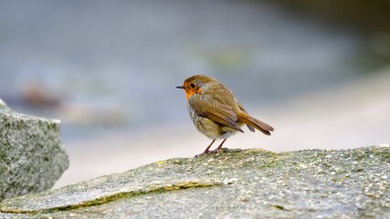 Canvas Print - Robin Perched on a Rock