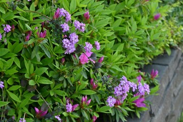 Sticker - Trailing lantana ( Lantana montevidensis ) flowers. Verbenaceae evergreen creeping vine plants native to South America. Blooms for a long period from May to October.