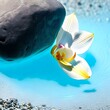 Poetische Reflexion: Orchideenblüte und Stein schweben in der türkisblauen Oase | AI-Art
