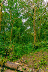 Wall Mural - View of Cloud Forest, Sky Adventures Monteverde Park, Monteverde, Costa Rica