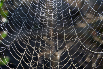 spider web with tiny dew drops