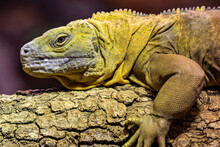 The Jamaican Iguana (Cyclura Collei)  Is A Large Species Of Lizard In The Family Iguanidae. The Species Is Endemic To Jamaica. Critically Endangered, Even Considered Extinct Between 1948 And 1990.