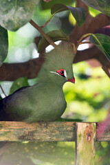 Wall Mural - image of exotic tauraco bird in nature. exotic tauraco bird in wildlife. exotic tauraco bird