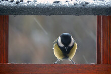 The Male Great Tit Sitting In A Wooden Bird Feeder, Some Snow On The Roof, Wooden Frame, Rainy Weather, Blurred Background
