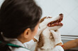 © Odua Images - a female vet did medical check up to the brown siberian dog at the pet clinic