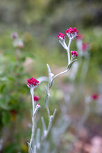 Helichrysum Sanguineum - Aka Red Everlasting Flowers, Red Cud-weed, Blooms At Late Spring In The Mediterranean Region, The Judean Mountains, Israel