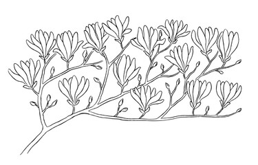 Wall Mural - Hand-drawn magnolia branch with flowers