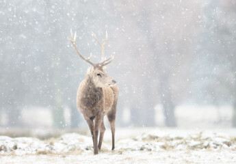 Red deer stag in the falling snow in winter