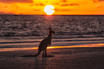 Wall Mural - sunrise with kangaroo