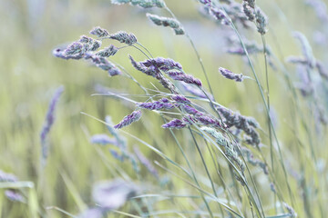 Fototapete - Flowering grass in a meadow. Close-up