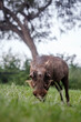 Common warthog grazing in meadow in Kruger National park, South Africa ; Specie Phacochoerus africanus family of Suidae