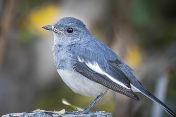 Poster - Closeup of an adorable tiny bird in a park