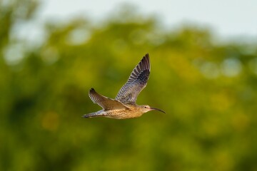 Sticker - Beautiful shot of a Eurasian whimbrel flying