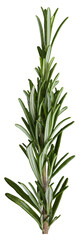 Fresh green sprigs of rosemary isolated on a white background