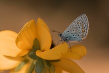 Macro Shot Of A Silver-studded Blue Butterfly Perched On A Yellow Chincherinchee