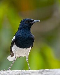 Sticker - Oriental magpie bird on a concrete surface against a blurred background