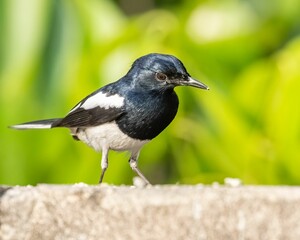 Wall Mural - Oriental magpie bird on a concrete surface against a blurred background