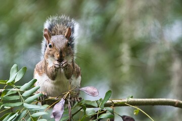 Canvas Print - Closeup of a cute Eastern gray squirrel on a branch in a forest