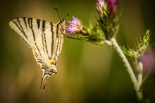 Closeup Shot Of A Scarce Swallowtail On A Flower Isolated On A Blurred Background