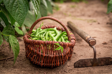 Wall Mural - Fresh and tasty green beans freshly picked in garden.