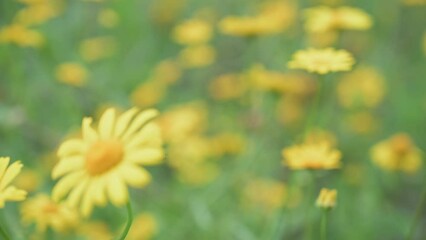 Poster - Closeup of yellow daisy flowers in the field.