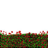 Fototapeta Tulipany - red flowers border