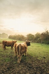 Sticker - Closeup of brown Highland cattle in green pasture in valley in Upper Bavaria.