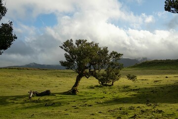 Canvas Print - Beautiful curly tree in a green meadow in Fanal Pond, Madeira Island, Portugal