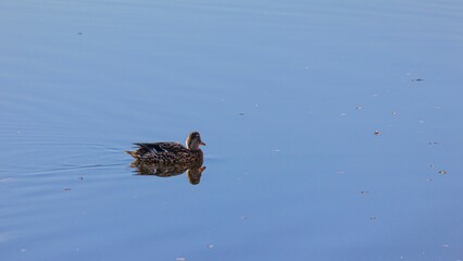 Canvas Print - Scenic view of a bird swimming alone in the water pond in daylight